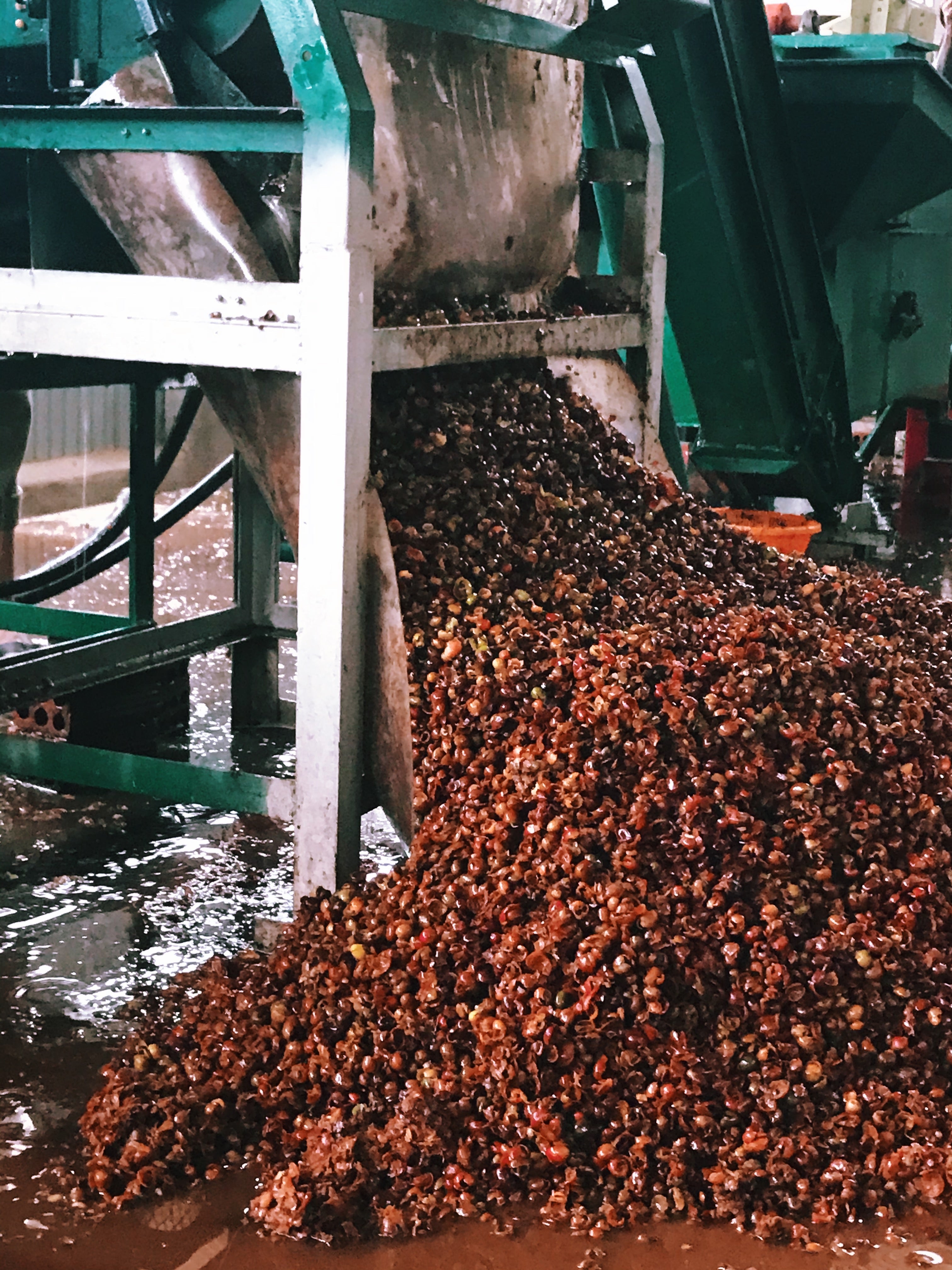 Coffee Processing 101