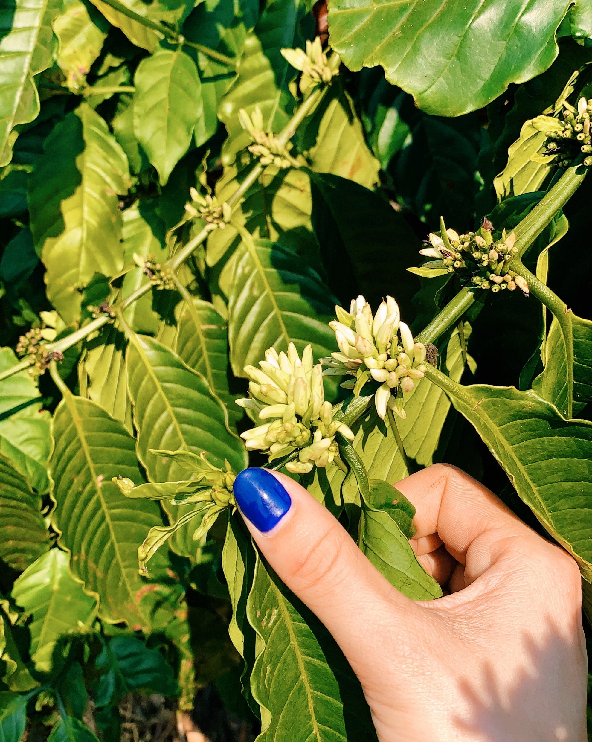 Vietnamese Coffee is the Future of Sustainable Coffee Farming