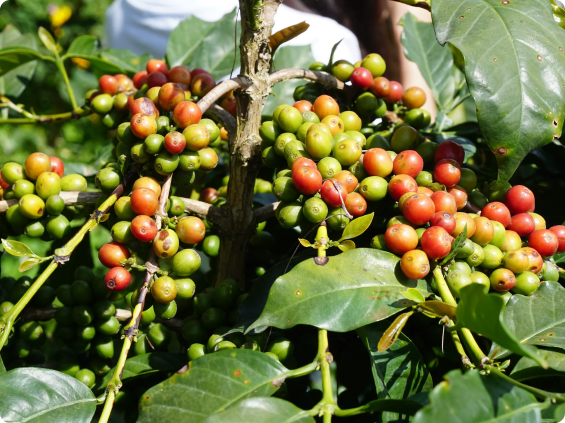 robusta coffee plant