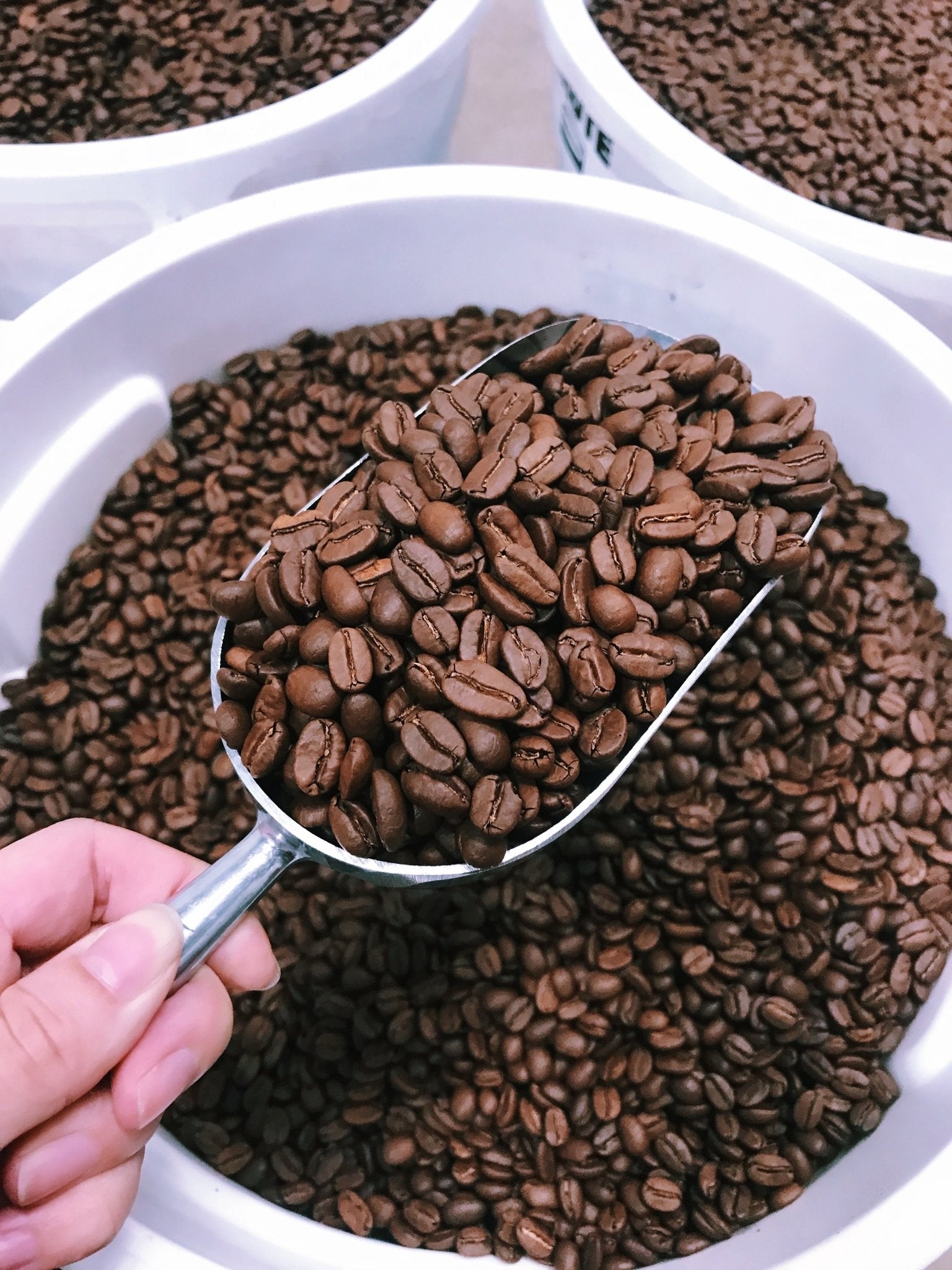 best chocolatey coffee arabica bourbon moka vietnamese coffee beans rare velvety